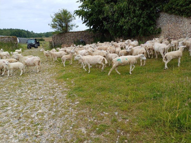 Sheep at Gumber Farm
